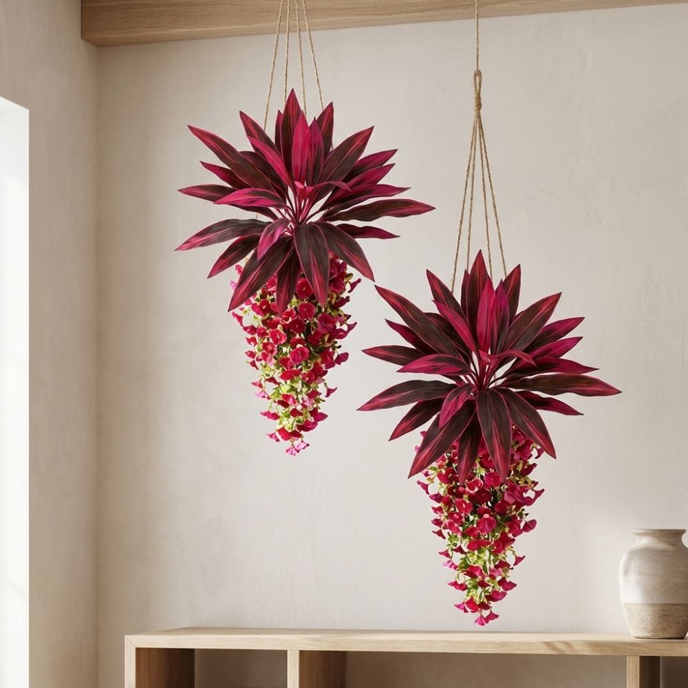 Tanaman Hias Gantung Dracaena  - Trail Mix ulasan dan harga